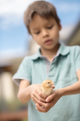 Cute boy holding his pet chicken in the backyard of his suburban home - Australian Stock Image