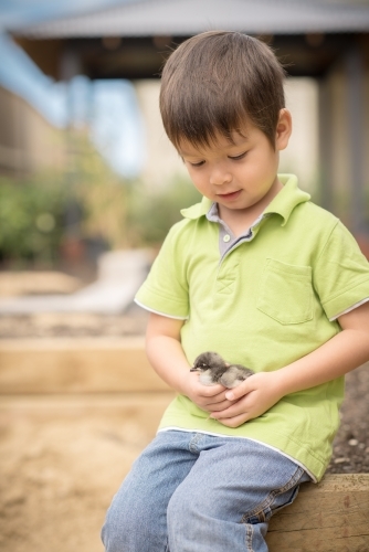 Cute boy holding his pet chicken in the backyard of his suburban home - Australian Stock Image