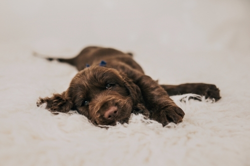 Cute brown Spaniel puppy lying on white rug