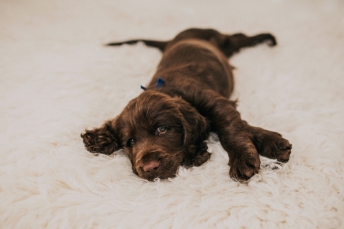 Cute brown Spaniel puppy lying on white rug - Australian Stock Image