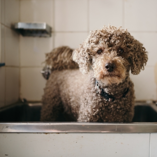 Cute brown toy poodle in the laundry trough for a bath