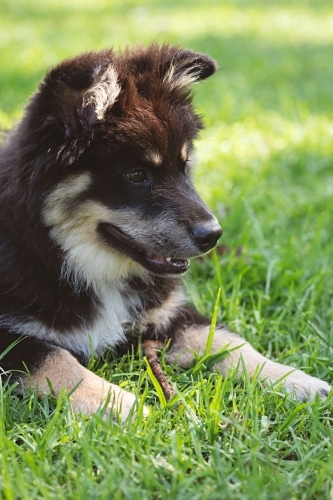 Cute Finnish Lapphund puppy dog in a park in Melbourne
