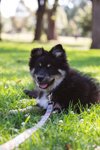 Cute Finnish Lapphund puppy dog in a park in Melbourne - Australian Stock Image