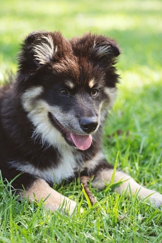 Cute Finnish Lapphund puppy dog in a park in Melbourne