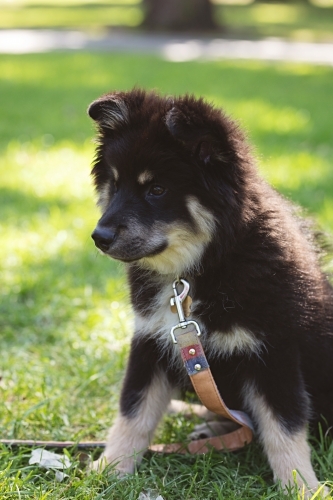 Cute Finnish Lapphund puppy dog in a park in Melbourne - Australian Stock Image
