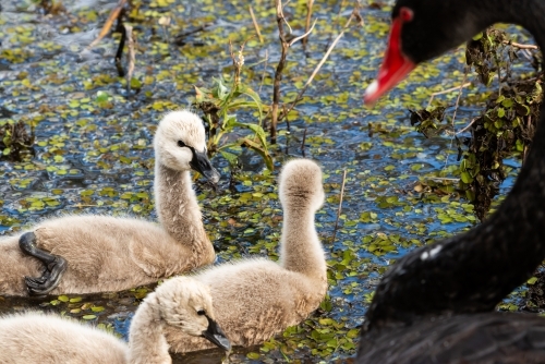 Cute fluffy signets with Black Swan parent blurred in foreground - Australian Stock Image