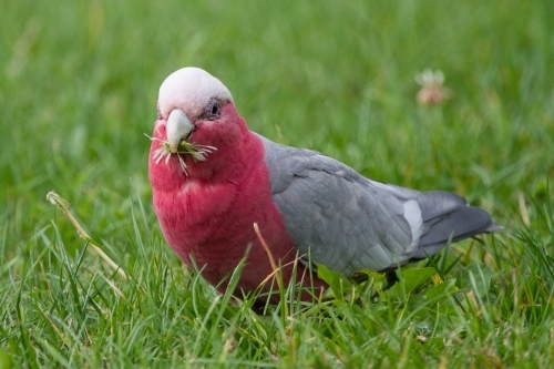 Cute Galah Feeding on the Ground - Australian Stock Image