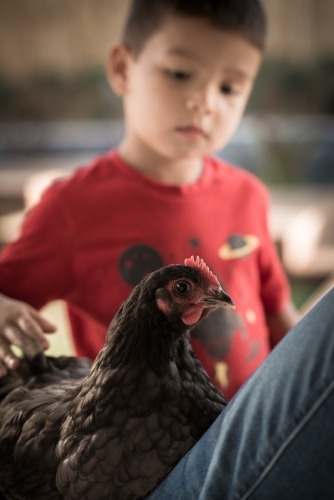 Cute mixed race boy plays with his chook in a suburban backyard - Australian Stock Image