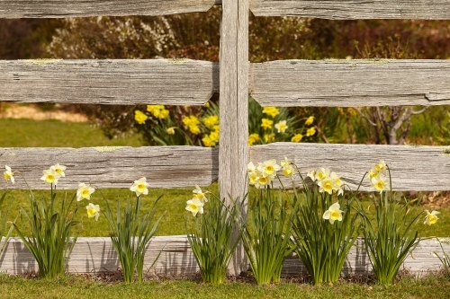 Daffodils and old fence