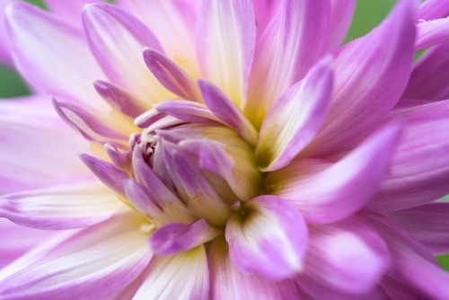 Dahlia flower close up - Australian Stock Image
