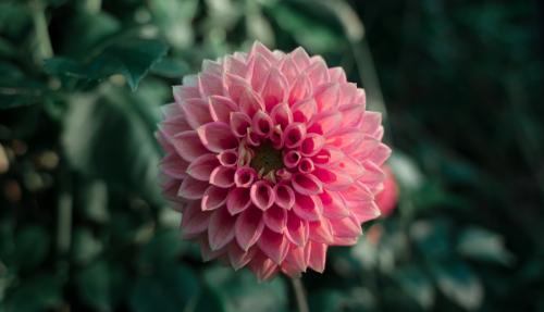 Dahlia Flower Detail