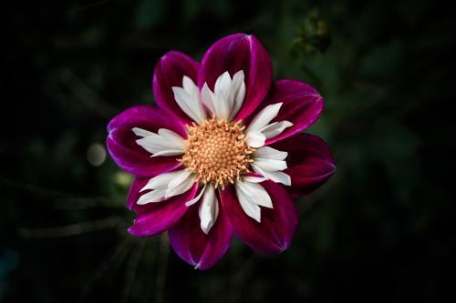 Dahlia Flower Detail - Australian Stock Image