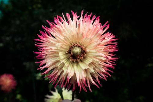 Dahlia Flower Detail