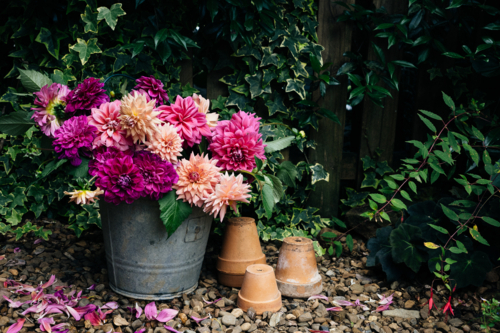 dahlias in a galvanised bucket with terracotta pots - Australian Stock Image