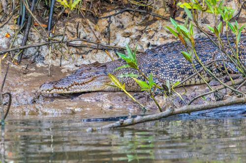 Crocodile resting on a riverbank in warm sunlight, surrounded by natural vegetation. - Australian Stock Image