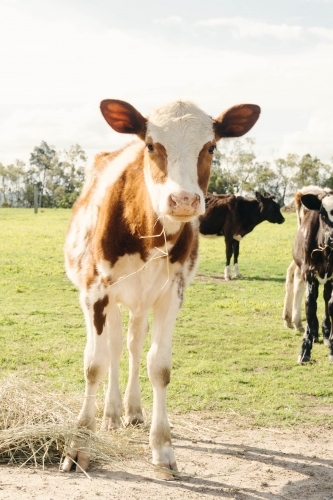 Dairy calf eating hay