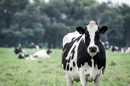 Dairy cow close up and front on to camera - Australian Stock Image