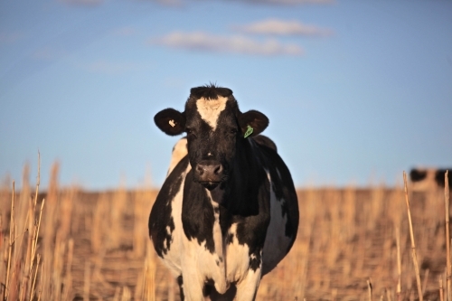 Dairy cow, friesian standing in dry, harvested sorghum crop, looking at camera, black and white cow