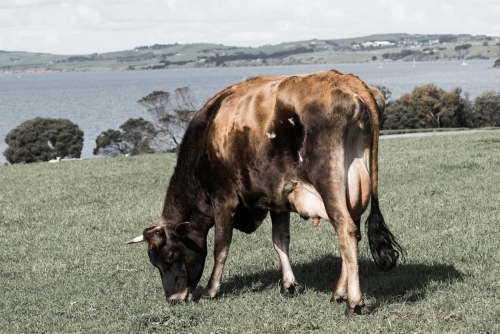 dairy cow grazing overlooking the bay