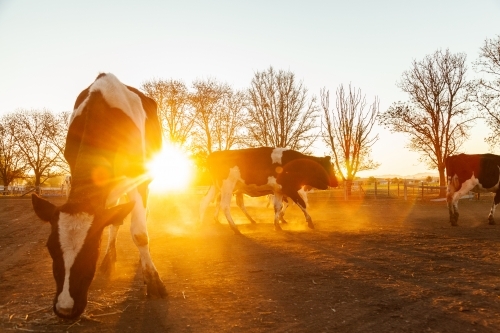 Dairy cow in dusty paddock at sunset backlit with golden light - Australian Stock Image