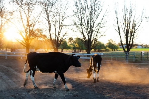 Dairy cow in dusty paddock at sunset backlit with golden light