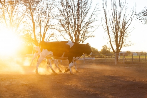 Dairy cow in dusty paddock at sunset backlit with golden light - Australian Stock Image