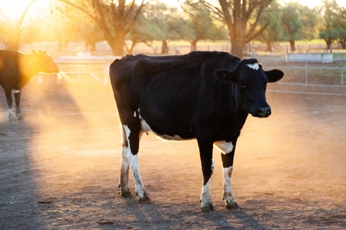 Dairy cow in dusty paddock at sunset backlit with golden light - Australian Stock Image