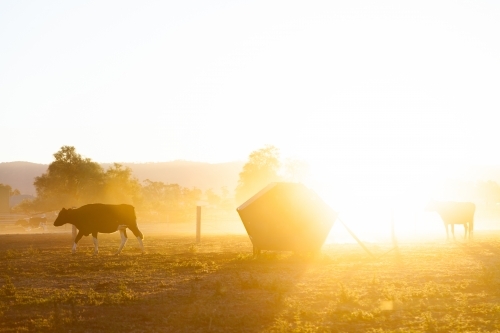 Dairy cow in dusty paddock at sunset backlit with golden light