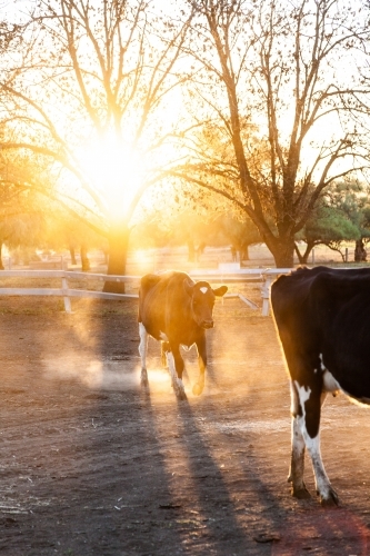 Dairy cow in dusty paddock at sunset backlit with golden light - Australian Stock Image
