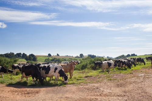 Dairy cows on a farm - Australian Stock Image