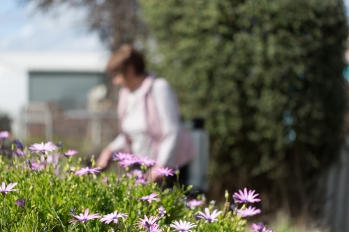 Daisy flowers in garden with lady blurred in background - Australian Stock Image