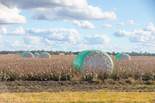Dalby Cotton Modules in the field on a sunny day with clouds - Australian Stock Image