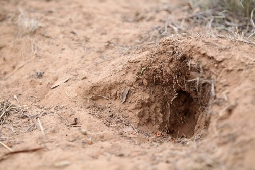 Damage caused by rabbits - Australian Stock Image