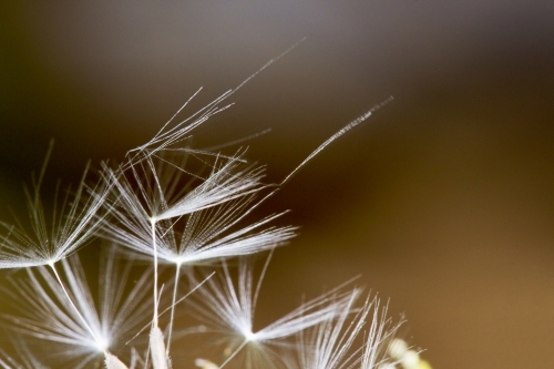 Dandelion seed heads - Australian Stock Image