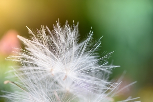 Dandelion seeds closeup - Australian Stock Image