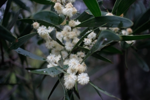 Dark close-up of yellow and white wattle flowers, Tasmania - Australian Stock Image