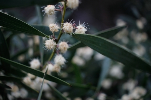 Dark close-up of yellow and white wattle flowers, Tasmania - Australian Stock Image