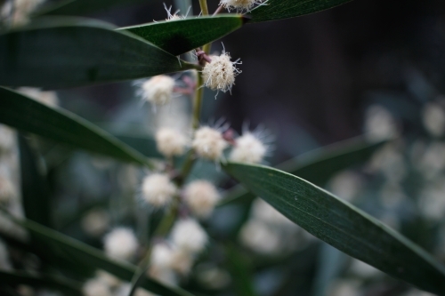 Dark close-up of yellow and white wattle flowers, Tasmania - Australian Stock Image