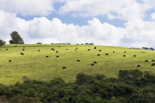 Dark coloured cows on a green hillside pasture just outside of the town of Dorrigo - Australian Stock Image