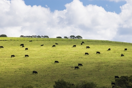 Dark coloured cows on a green hillside pasture just outside of the town of Dorrigo - Australian Stock Image