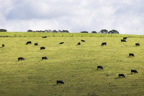 Dark coloured cows on a green hillside pasture just outside of the town of Dorrigo - Australian Stock Image