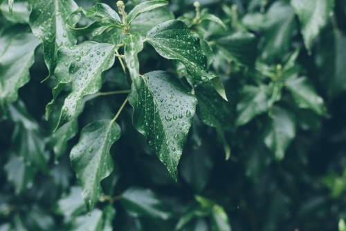 Dark green leaves with drops of rain beading on their surface