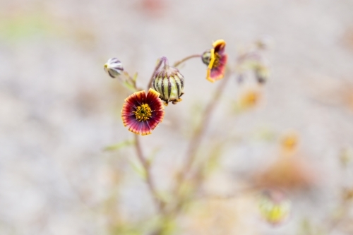 Dark maroon flower with wiry stems - Australian Stock Image