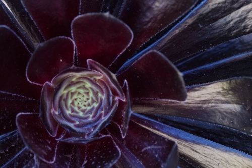 Dark purple succulent close up off centre - Australian Stock Image