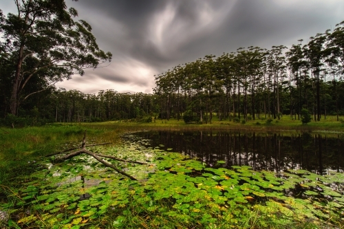Dark skies over pond in Bellthorpe Forest - Australian Stock Image