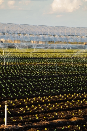 Dark soil agricultural field with irrigation system and small plants. Gatton, Queensland - Australian Stock Image