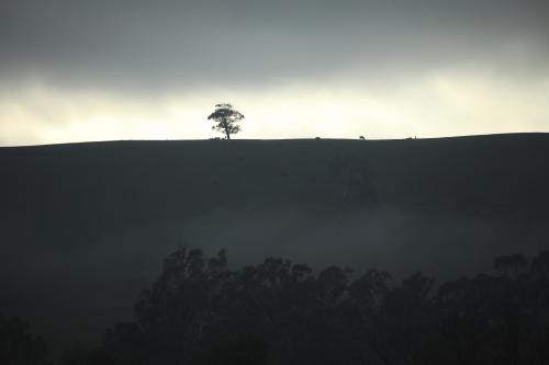 Dark sunrise across ridge with isolated tree - Australian Stock Image