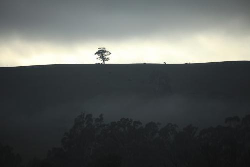 Dark sunrise across ridge with isolated tree