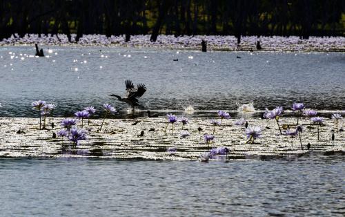 Darter taking of from lake with waterlillies and glistening golden highlights - Australian Stock Image