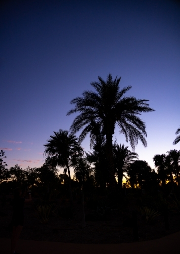 date palm and trees silhouette against late evening sky